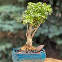 Small Ming Aralia, Height 13", Bonsai Ottawa Shop, buy bonsai online