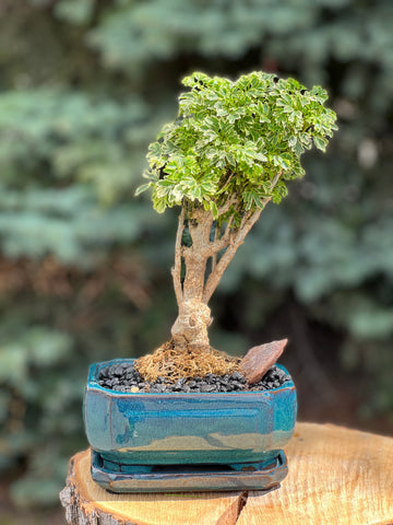 Small Ming Aralia, Height 13", Bonsai Ottawa Shop, buy bonsai online