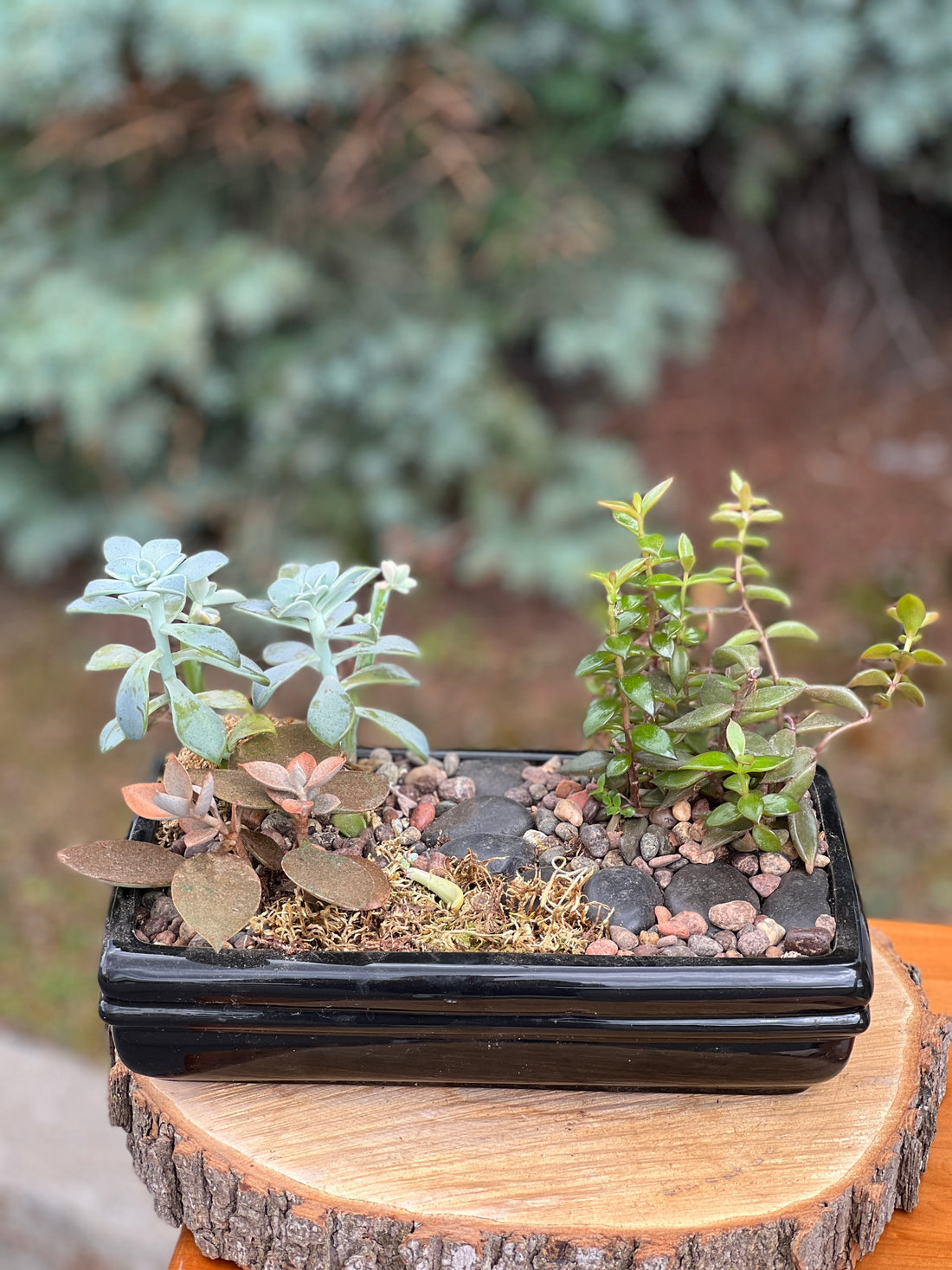 Flat Pathway Succulents Bonsai Ottawa Shop buy bonsai and succulents online