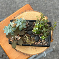 Flat Pathway Succulents Bonsai Ottawa Shop buy bonsai and succulents online