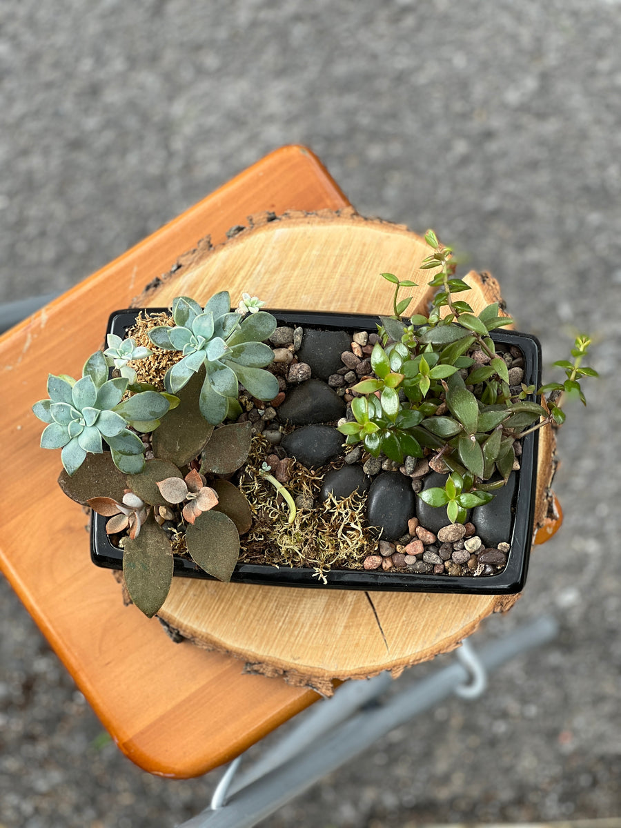 succulents ottawa Flat Pathway Succulents – Bonsai Ottawa