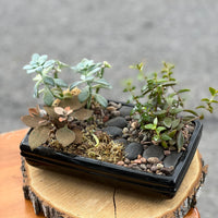 Flat Pathway Succulents Bonsai Ottawa Shop buy bonsai and succulents online 