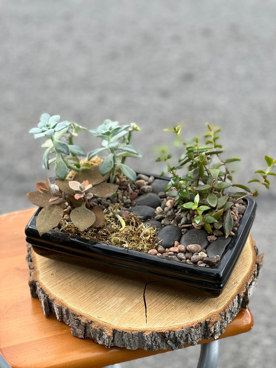 succulents ottawa Flat Pathway Succulents – Bonsai Ottawa