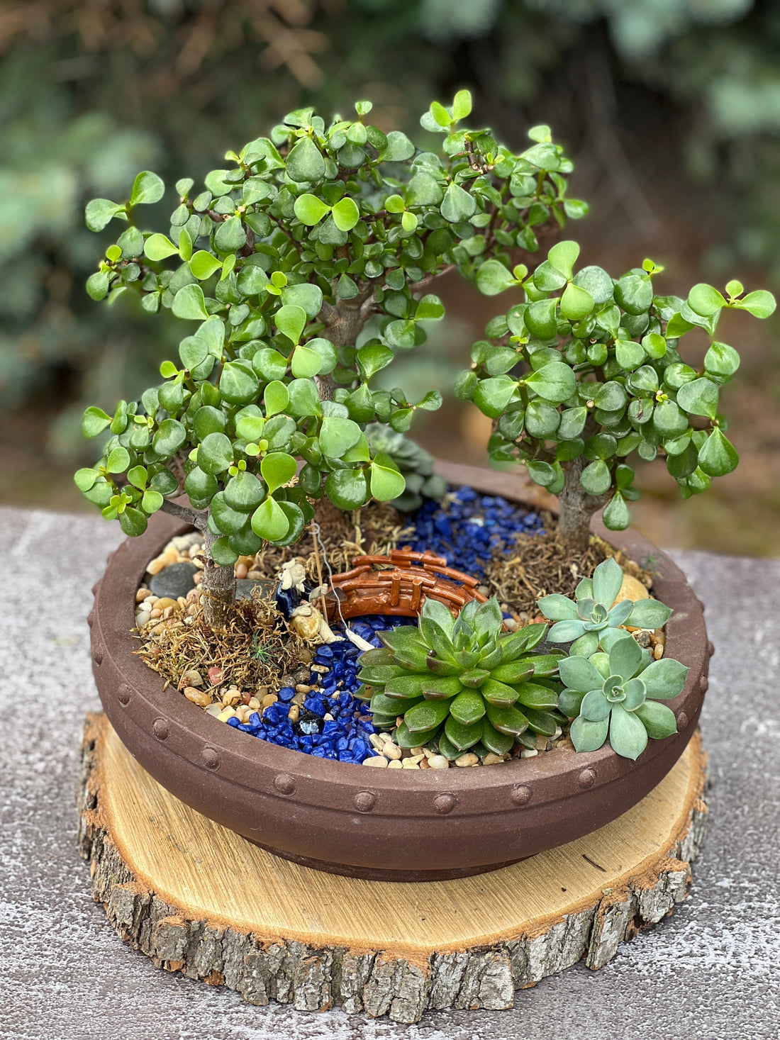 Jade Forest Height 13"Bonsai Shop Ottawa buy bonsai online
