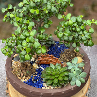 Jade Forest Height 13"Bonsai Shop Ottawa buy bonsai online