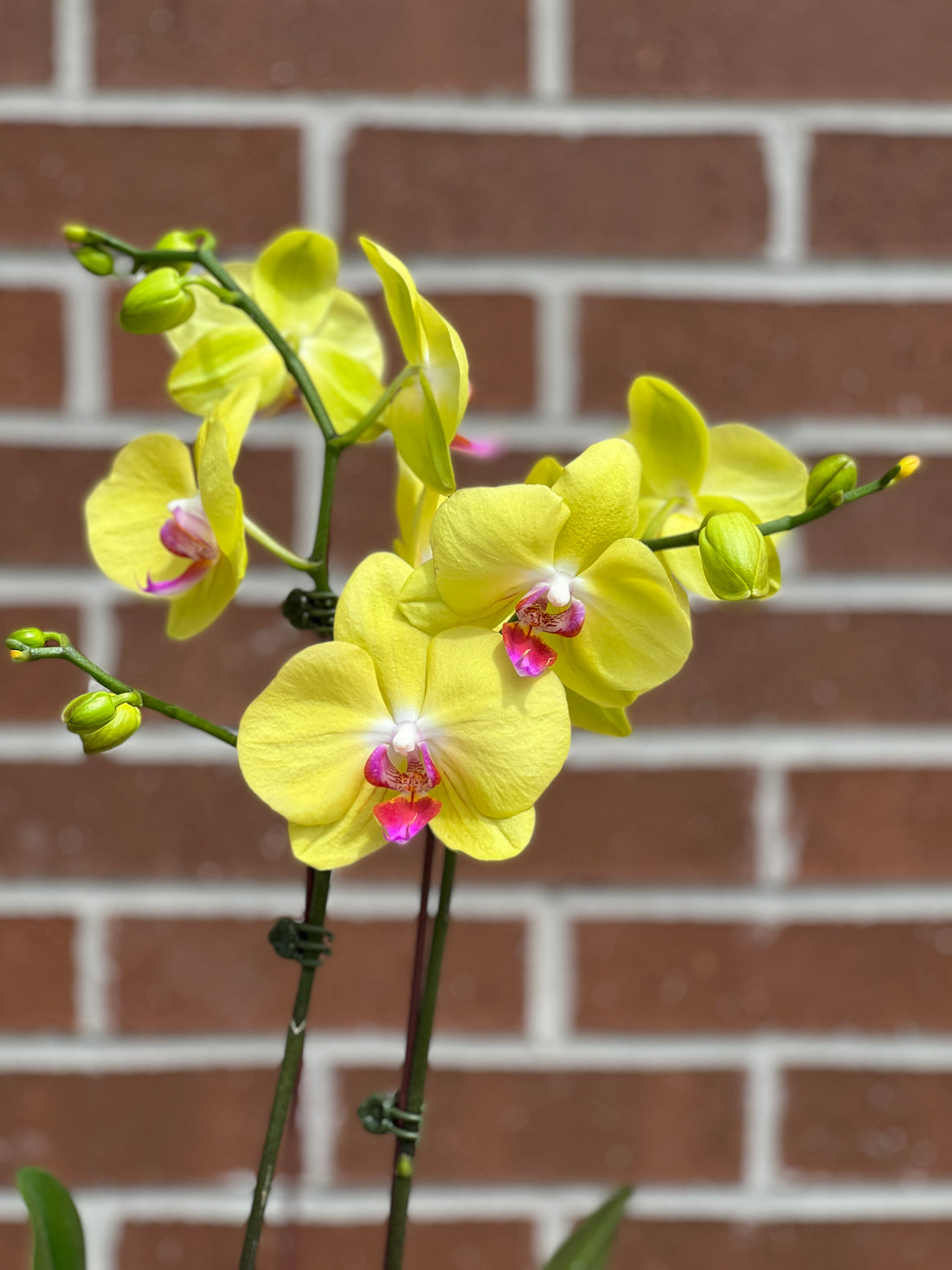 Colored Orchids buy bonsai and orchid online Bonsai Ottawa