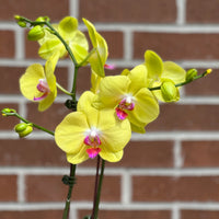 Colored Orchids buy bonsai and orchid online Bonsai Ottawa