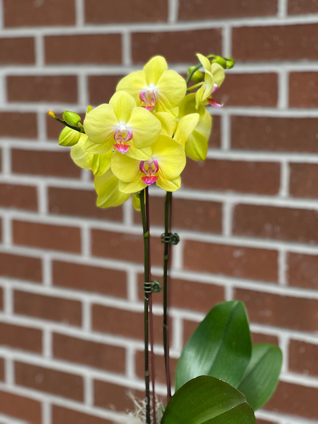 Colored Orchids buy bonsai and orchid online Bonsai Ottawa