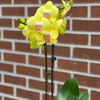 Colored Orchids buy bonsai and orchid online Bonsai Ottawa