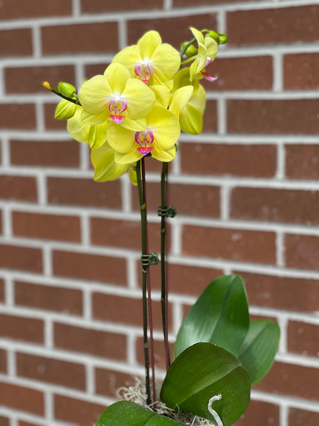 Colored Orchids buy bonsai and orchid online Bonsai Ottawa