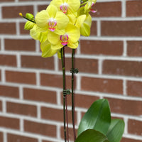 Colored Orchids buy bonsai and orchid online Bonsai Ottawa