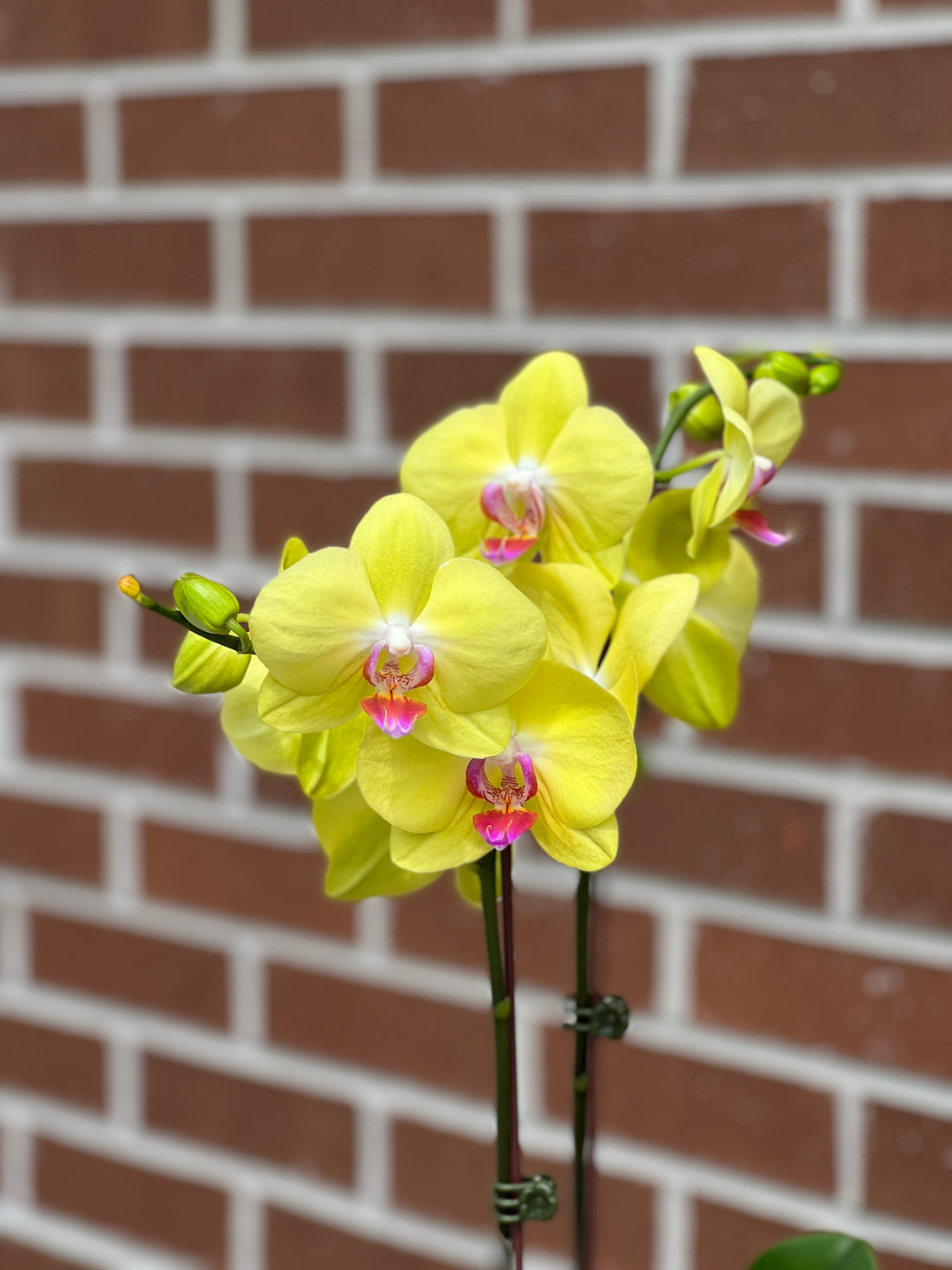 Colored Orchids buy bonsai and orchid online Bonsai Ottawa