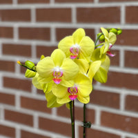 Colored Orchids buy bonsai and orchid online Bonsai Ottawa