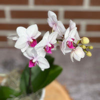 Small orchid in pot bonsai online Bonsai Ottawa