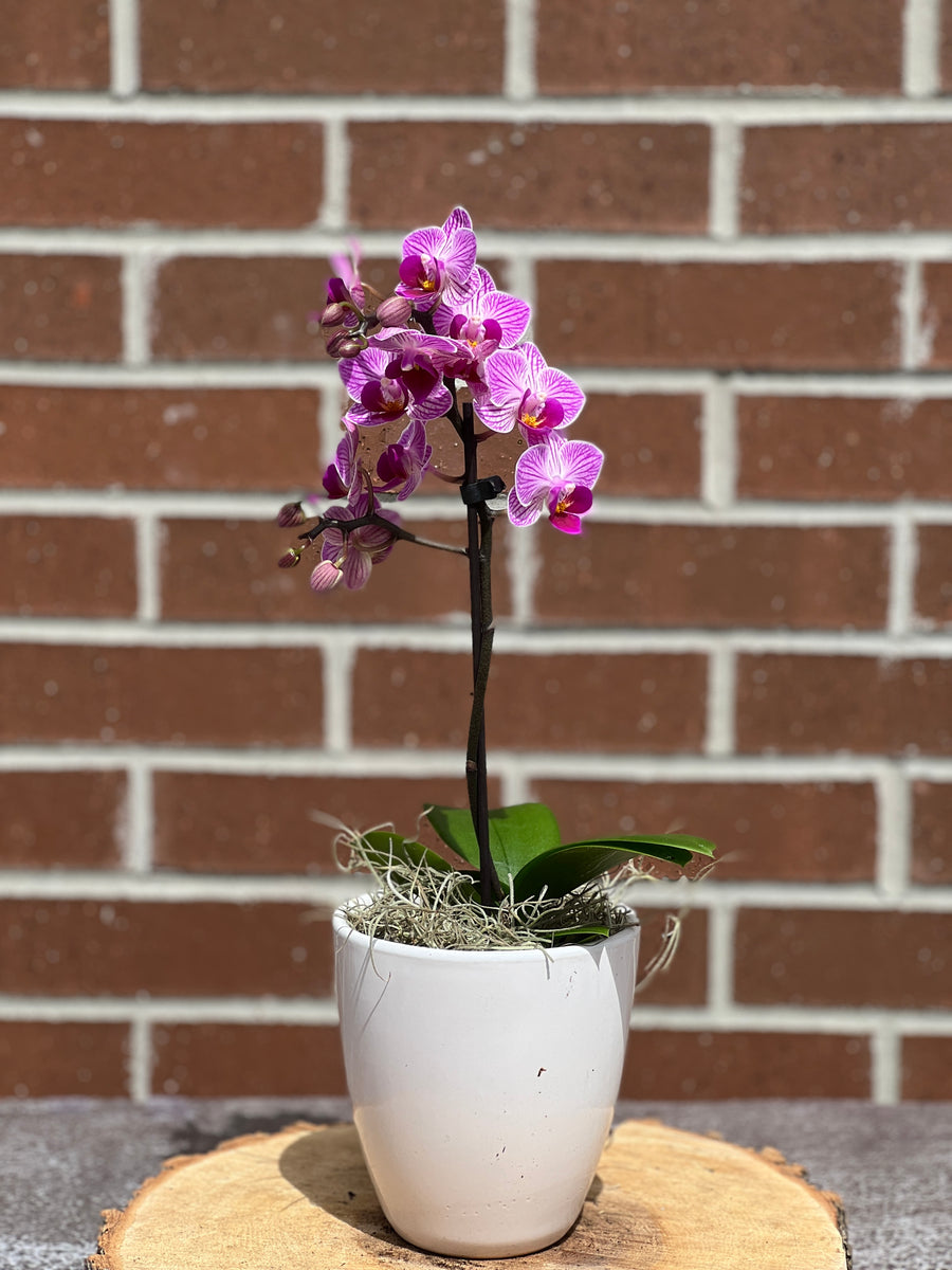 Small orchid in pot bonsai online Bonsai Ottawa
