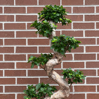 Grand Ginseng buy bonsai online Bonsai Ottawa 