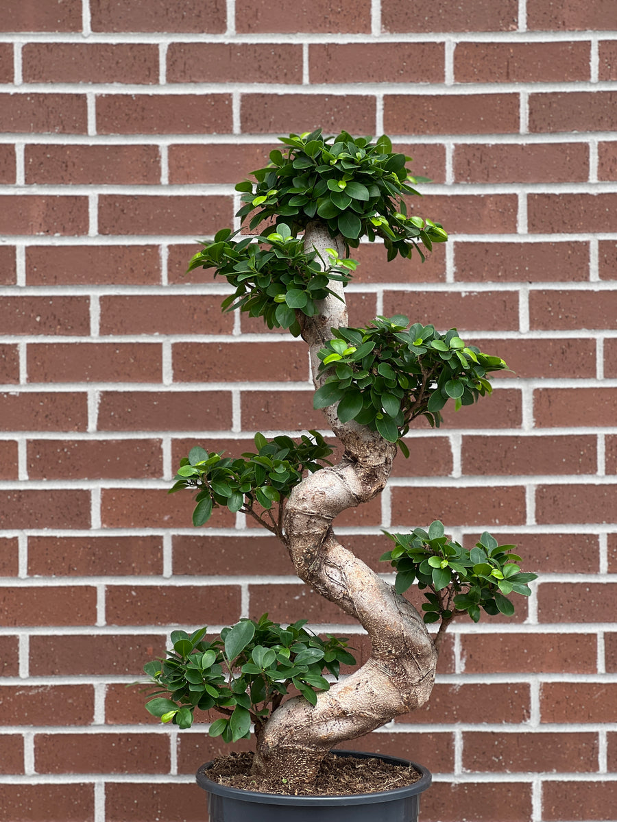 Grand Ginseng buy bonsai online Bonsai Ottawa 