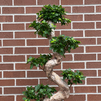 Grand Ginseng buy bonsai online Bonsai Ottawa