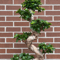 Grand Ginseng buy bonsai online Bonsai Ottawa