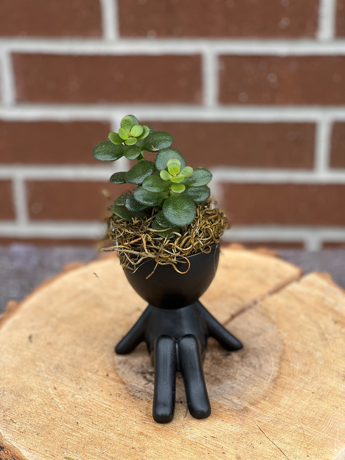 plant dude; people ceramic pot; cute plants in pots; gift for a plant lover