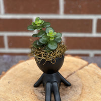 plant dude; people ceramic pot; cute plants in pots; gift for a plant lover