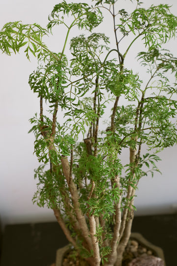 Large Ming Aralia Bonsai