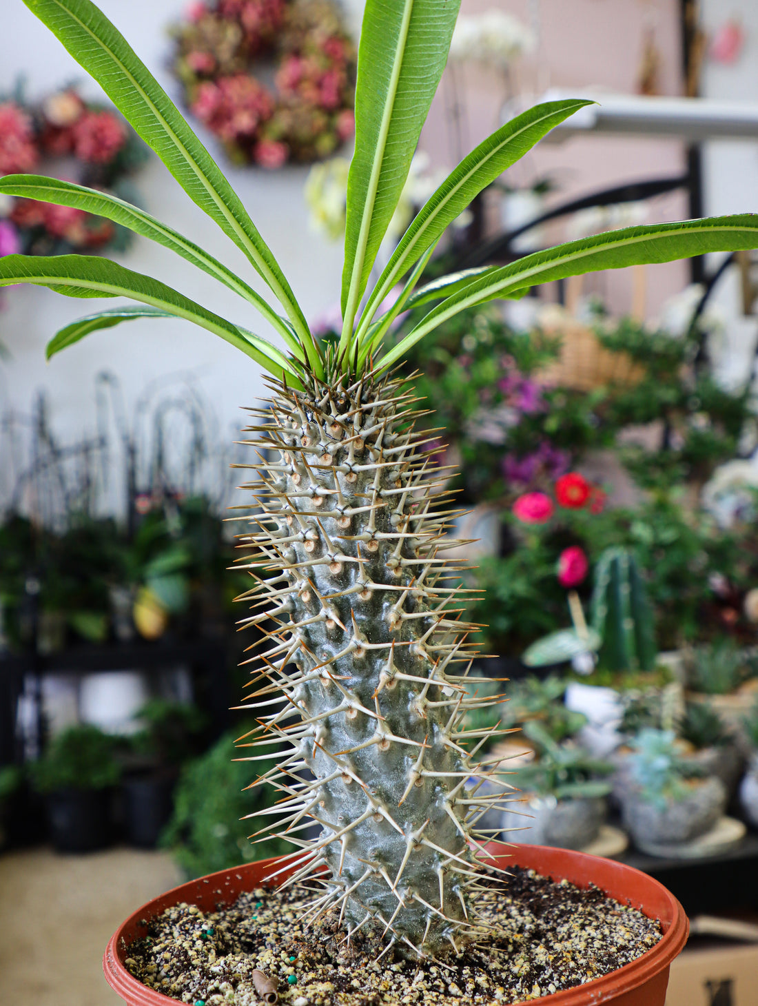 Madagascar Palm in Grower's Pot