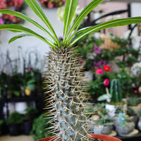 Madagascar Palm in Grower's Pot