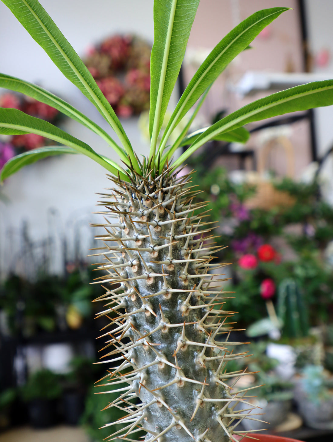 Madagascar Palm in Grower's Pot