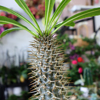 Madagascar Palm in Grower's Pot