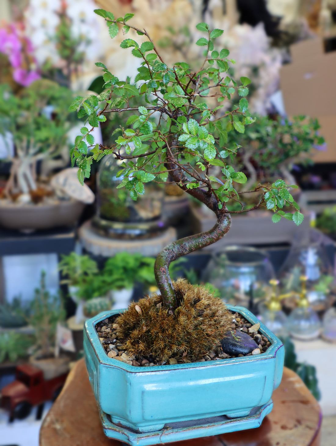 Chinese Elm Bonsai Tree buy bonsai online