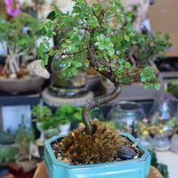 Chinese Elm Bonsai Tree buy bonsai online