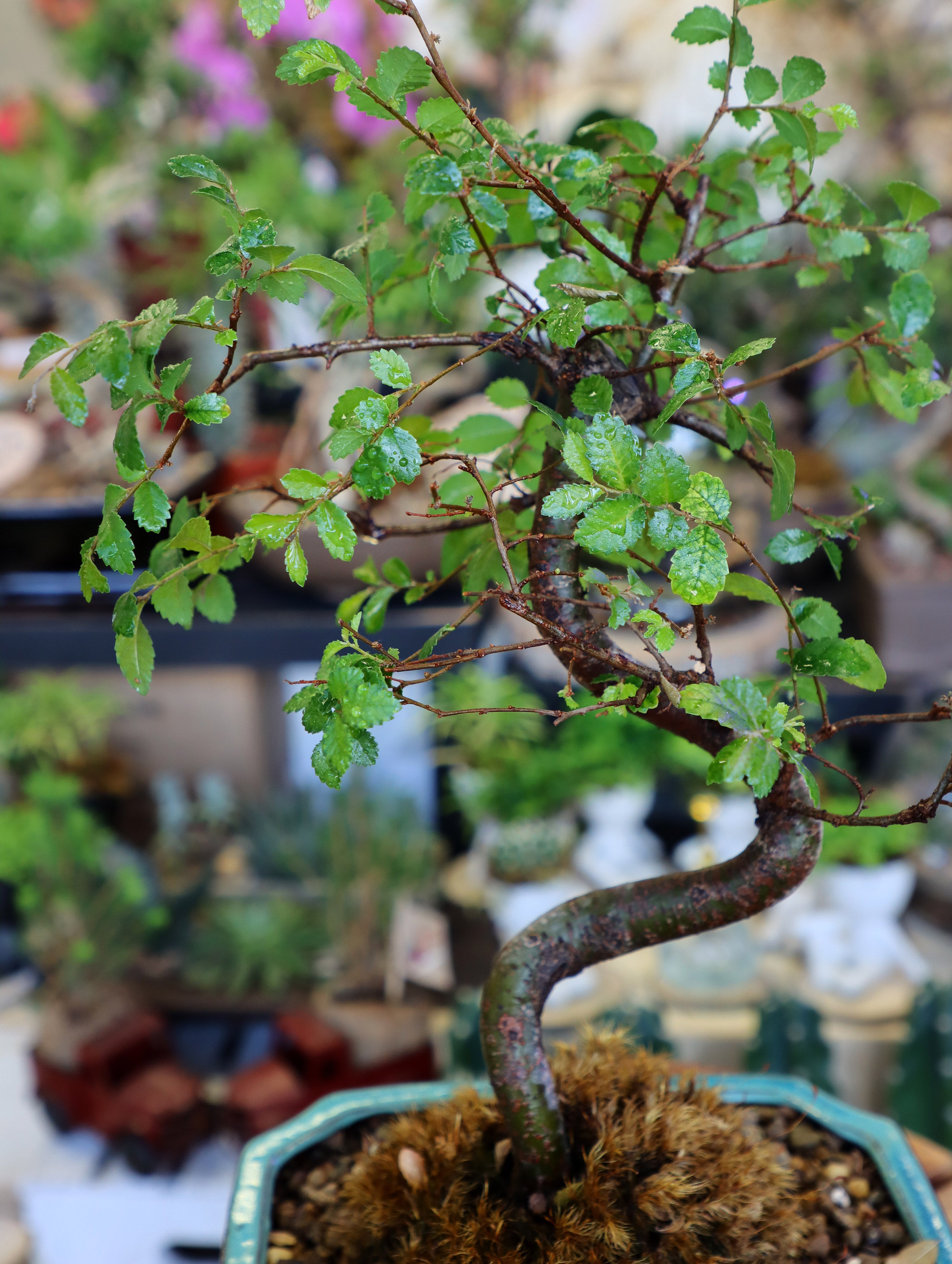 Chinese Elm Bonsai Bonsai Ottawa