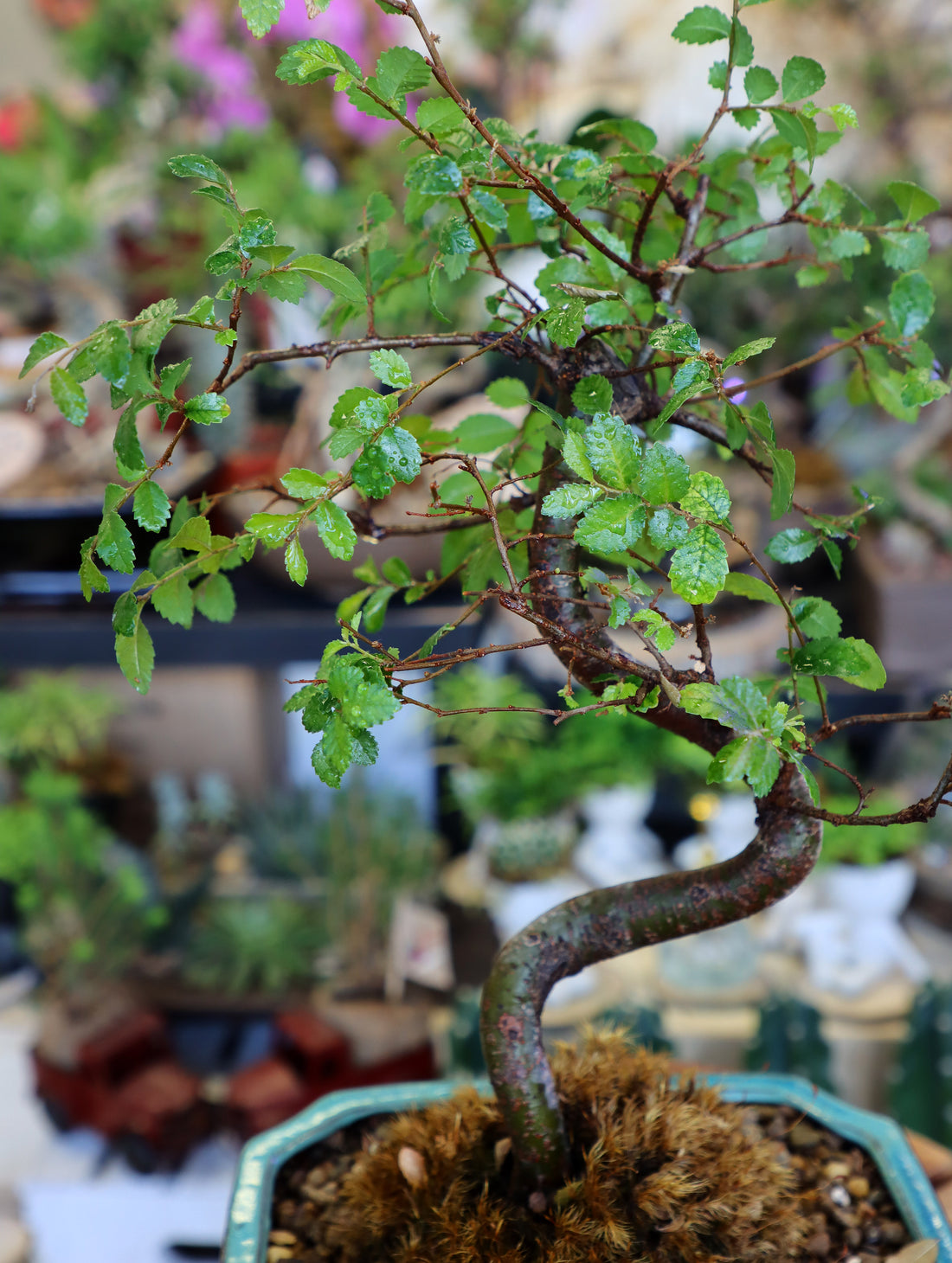 Chinese Elm Bonsai Tree buy bonsai online