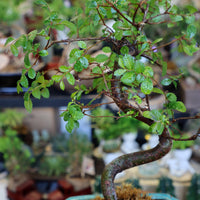 Chinese Elm Bonsai Tree buy bonsai online
