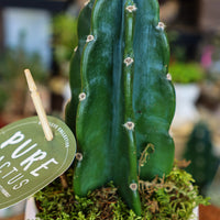 Pure Cactus Peruvianus