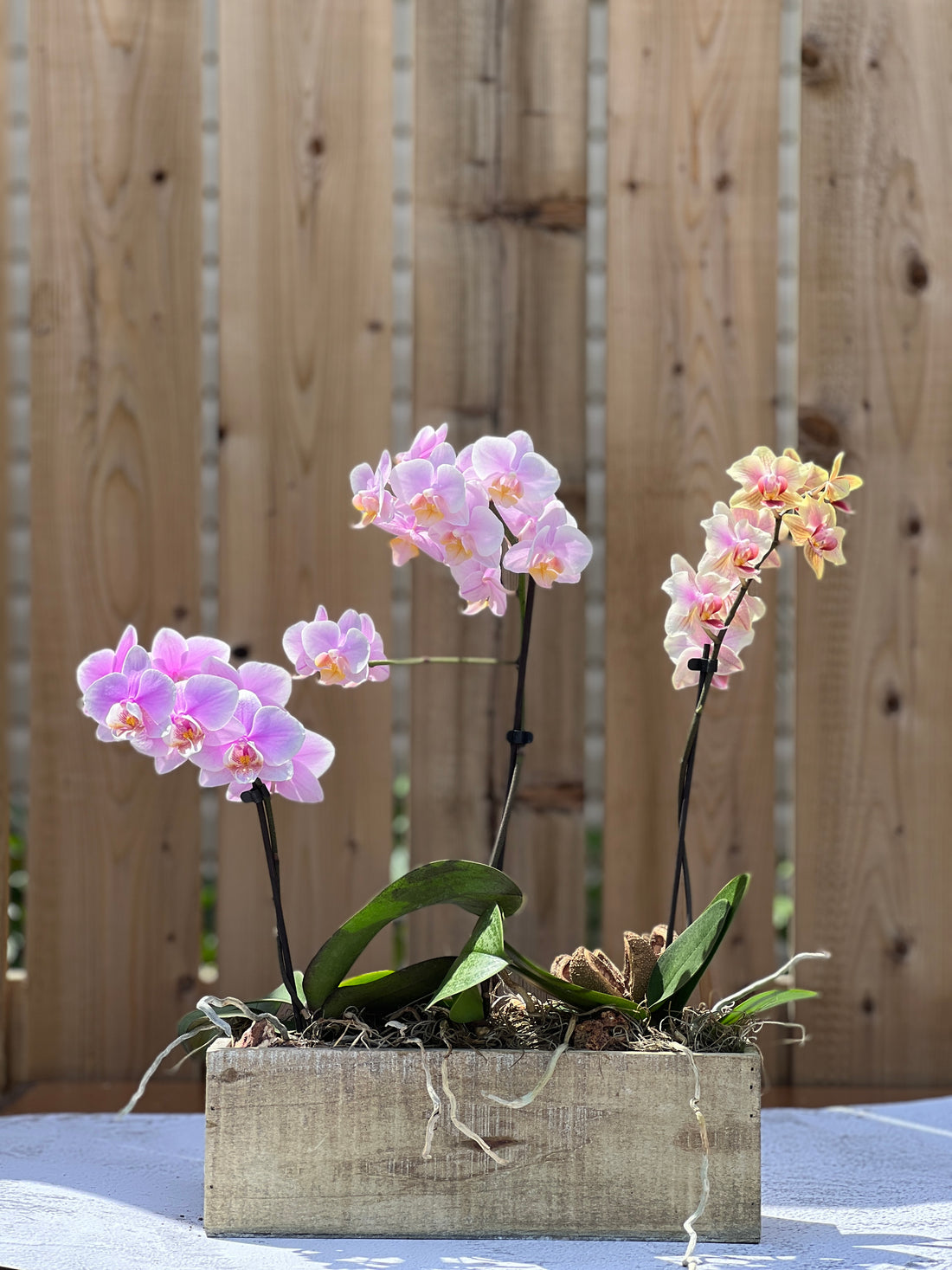 Orchid Trio in a brown box Buy orchids online Bonsai Ottawa