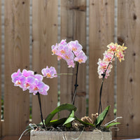 Orchid Trio in a brown box Buy orchids online Bonsai Ottawa