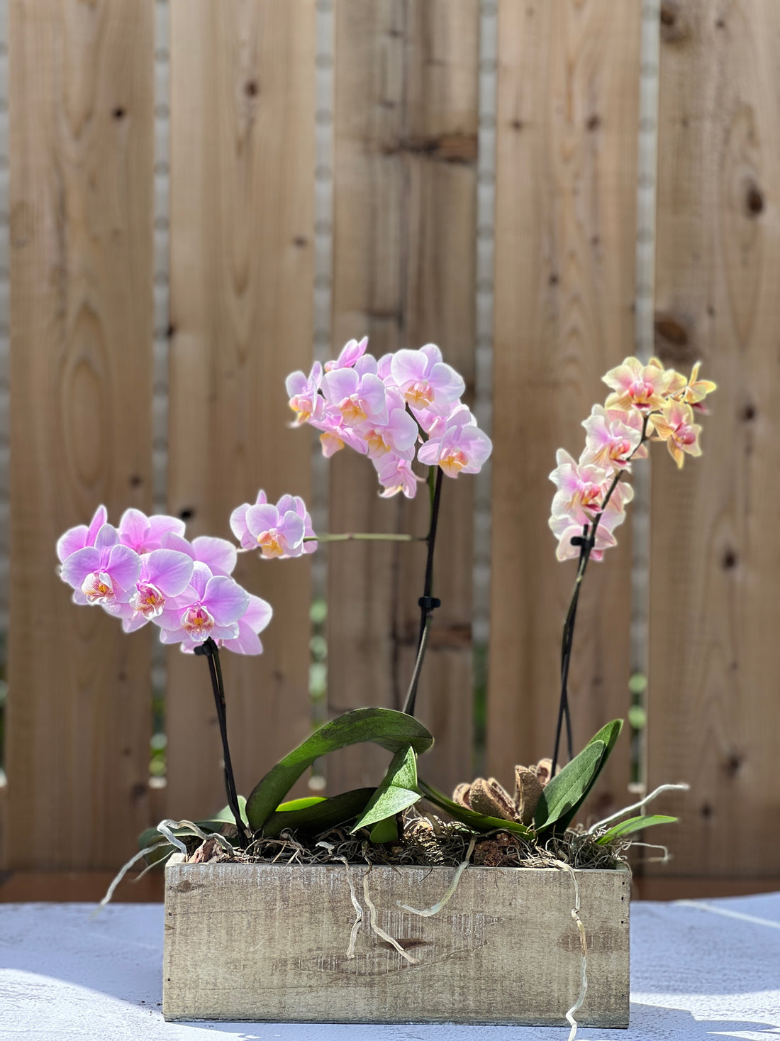 Orchid Trio in a brown box Buy orchids online Bonsai Ottawa