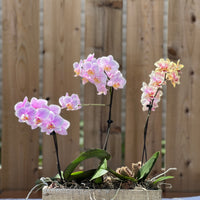 Orchid Trio in a brown box Buy orchids online Bonsai Ottawa