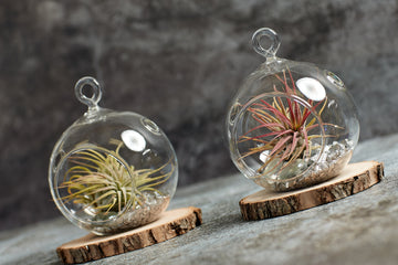 Air plants in glass terrarium