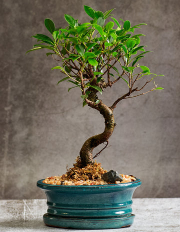 Tigerbark bonsai in a ceramic pot