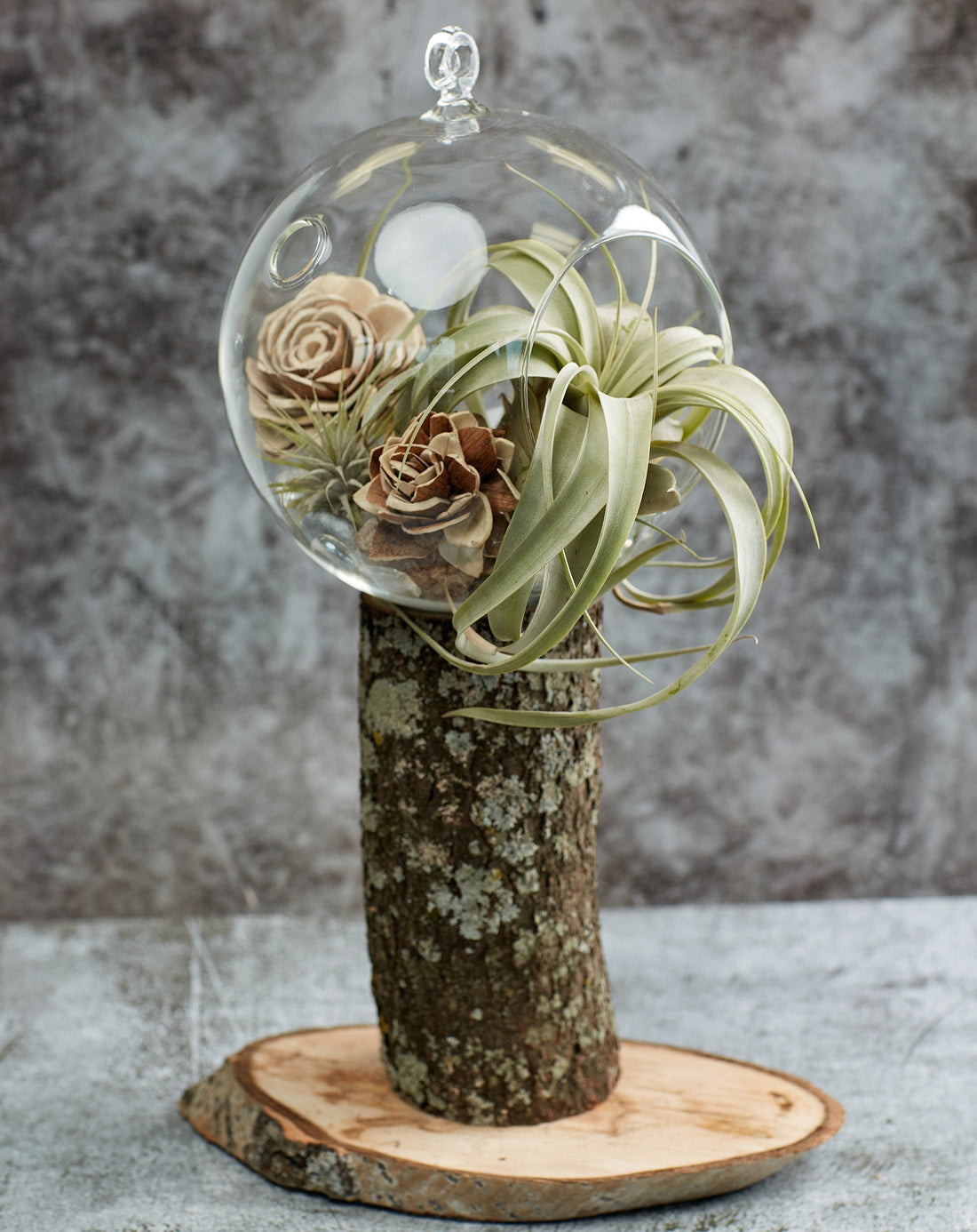 Tillandsia Xerographica in a glass terrarium