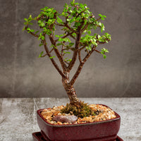 Jade Bonsai Tree in a Ceramic pot