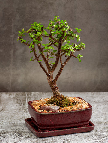 Jade Bonsai Tree in a Ceramic pot